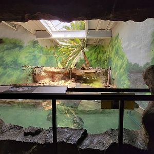 Rosamond Gifford - Helmeted curassow, Arrau turtle, yellow-spotted Amazon river turtle