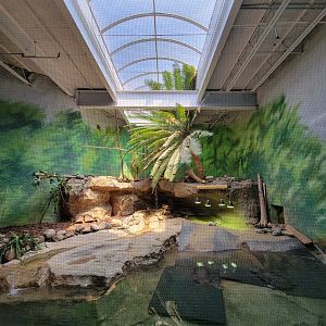 Rosamond Gifford - Helmeted curassow, Arrau turtle, yellow-spotted Amazon river turtle