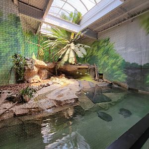 Rosamond Gifford - Helmeted curassow, Arrau turtle, yellow-spotted Amazon river turtle