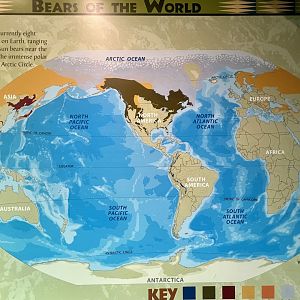 Bears of the World