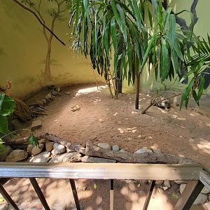 Rosamond Gifford - Tortoise in tropical aviary