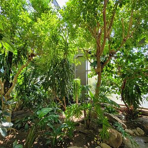 Rosamond Gifford - Tropical aviary