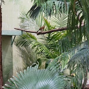 Rosamond Gifford - Tropical aviary