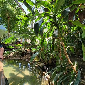 Rosamond Gifford - Tropical aviary