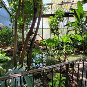 Rosamond Gifford - Tropical aviary