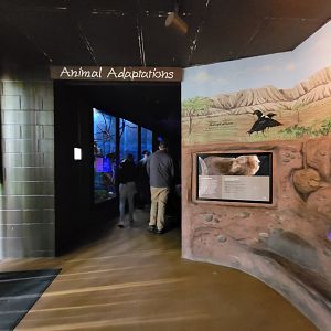 Rosamond Gifford - Entrance to nocturnal area