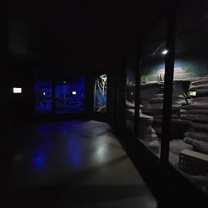 Rosamond Gifford - Nocturnal area (l-r kiwi, tamandua, fennec fox)