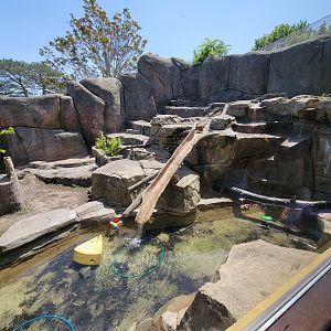 Rosamond Gifford - North American river otters