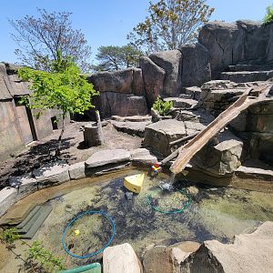 Rosamond Gifford - North American river otters