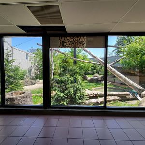 Rosamond Gifford - Amur leopard