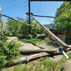 Rosamond Gifford - Amur leopard