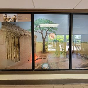 Rosamond Gifford - Meerkats (unseen) and cape porcupine