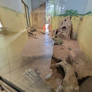 Rosamond Gifford - Meerkats (unseen) and cape porcupine