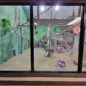 Rosamond Gifford - Black and white ruffed lemurs