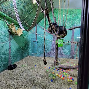 Rosamond Gifford - Siamang