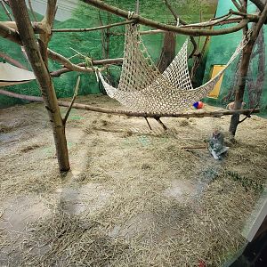 Rosamond Gifford - Patas monkeys