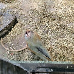 Rosamond Gifford - Patas monkey sleeping