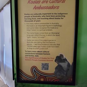 Rosamond Gifford - New koala signs for upcoming temporary exhibit