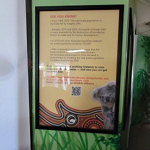 Rosamond Gifford - New koala signs for upcoming temporary exhibit