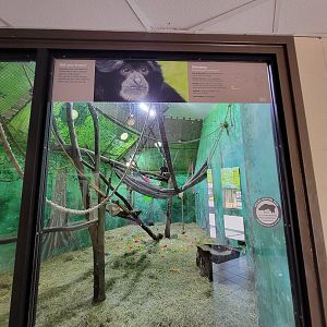 Rosamond Gifford - Siamang