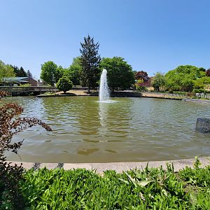 Rosamond Gifford - Waterfowl pond