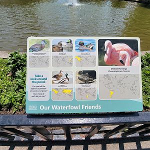 Rosamond Gifford - Waterfowl pond species