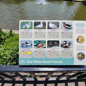 Rosamond Gifford - Waterfowl pond species