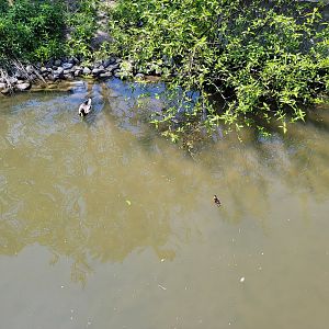 Rosamond Gifford - Mallard ducklings :)