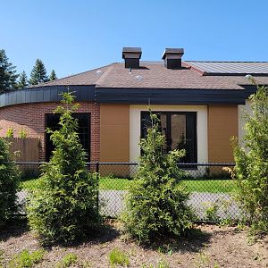 Rosamond Gifford - Back of golden lion tamarins, patas monkeys