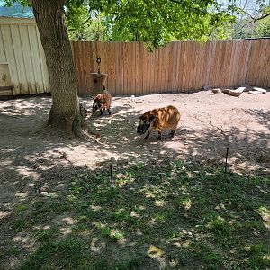 Rosamond Gifford - Red river hogs