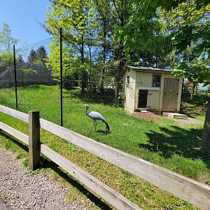 Rosamond Gifford - Stanley crane