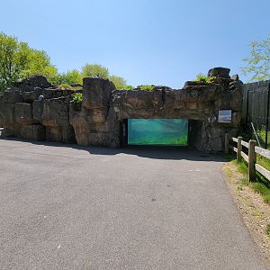 Rosamond Gifford - Humboldt penguins, lowest window