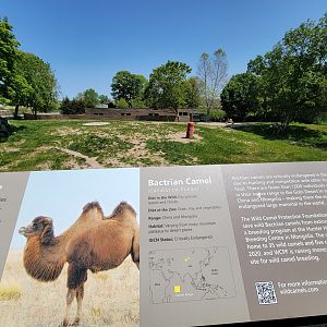 Rosamond Gifford - Bactrian camels