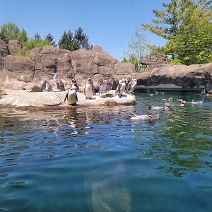 Rosamond Gifford - Humboldt penguins