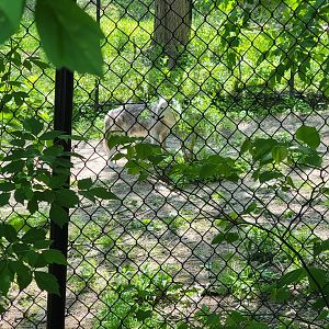 Rosamond Gifford - Gray wolf