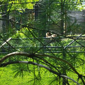 Rosamond Gifford - Technically I saw the takins?