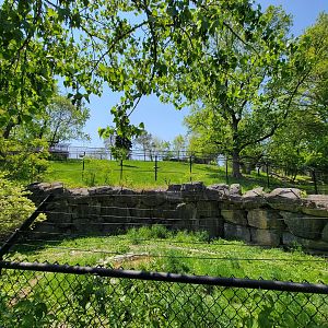 Rosamond Gifford - Takin exhibit with wolves in front