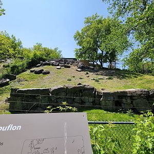 Rosamond Gifford - Armenian mouflon