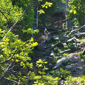 Rosamond Gifford - Armenian mouflon ram hiding