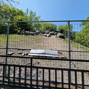 Rosamond Gifford - Markhor