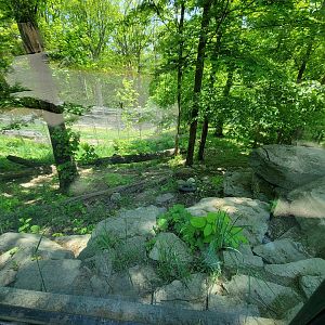 Rosamond Gifford - Amur tiger