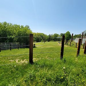 Rosamond Gifford - Asian elephant back yard