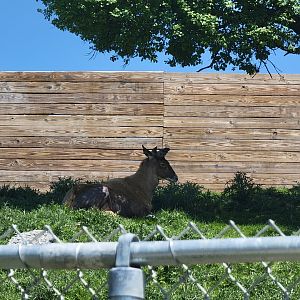Rosamond Gifford - White-lipped deer