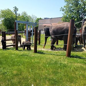 Rosamond Gifford - Asian elephants being let out into the yard