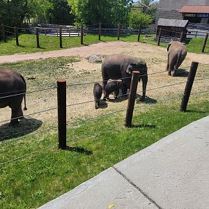 Rosamond Gifford - Asian elephant twins