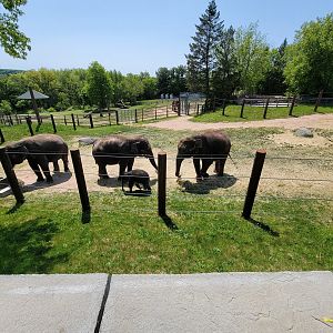 Rosamond Gifford - Asian elephant twins