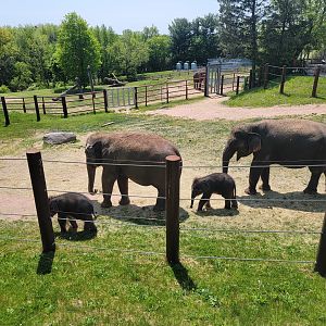 Rosamond Gifford - Asian elephant twins