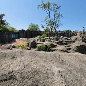 Rosamond Gifford - Andean bear exhibit