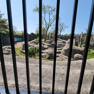 Rosamond Gifford - Andean bear exhibit