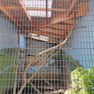 Rosamond Gifford - Barred owl